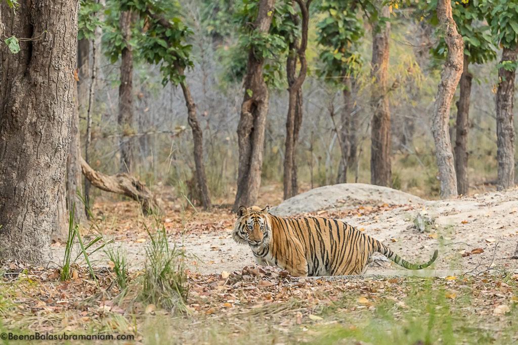 T 37 Bamera's son; Bandhavgarh 2019 -3