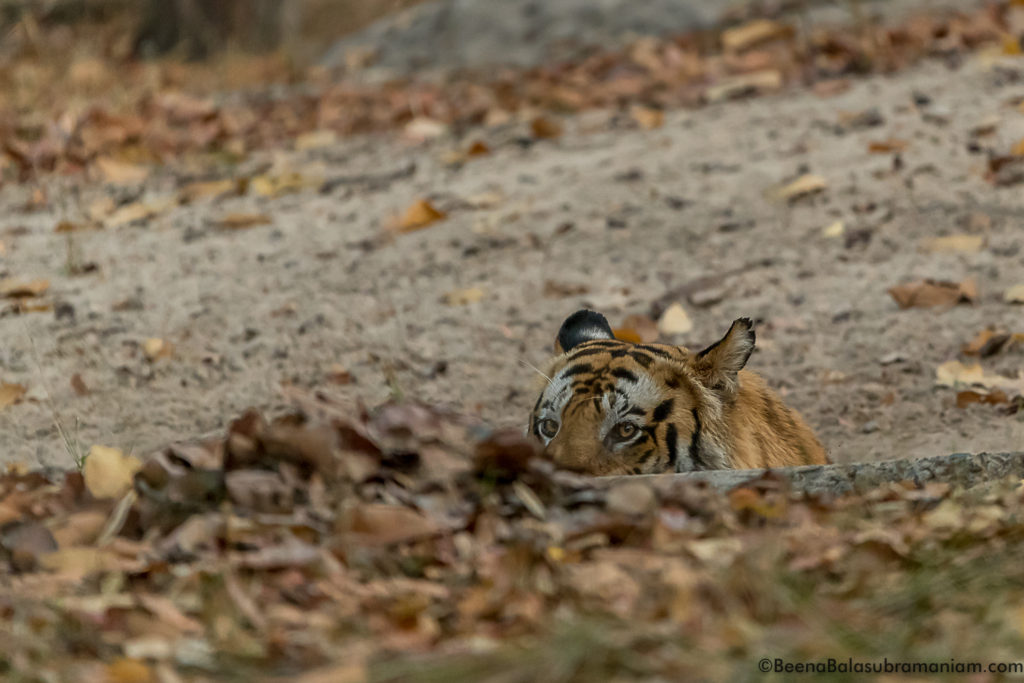 T 37 Bamera's son; Bandhavgarh 2019 -4