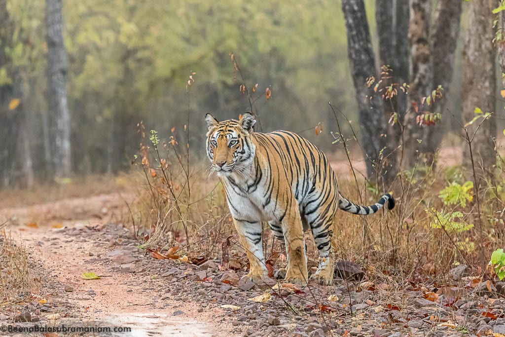 Spotty Bandhavgarh 2019 -3