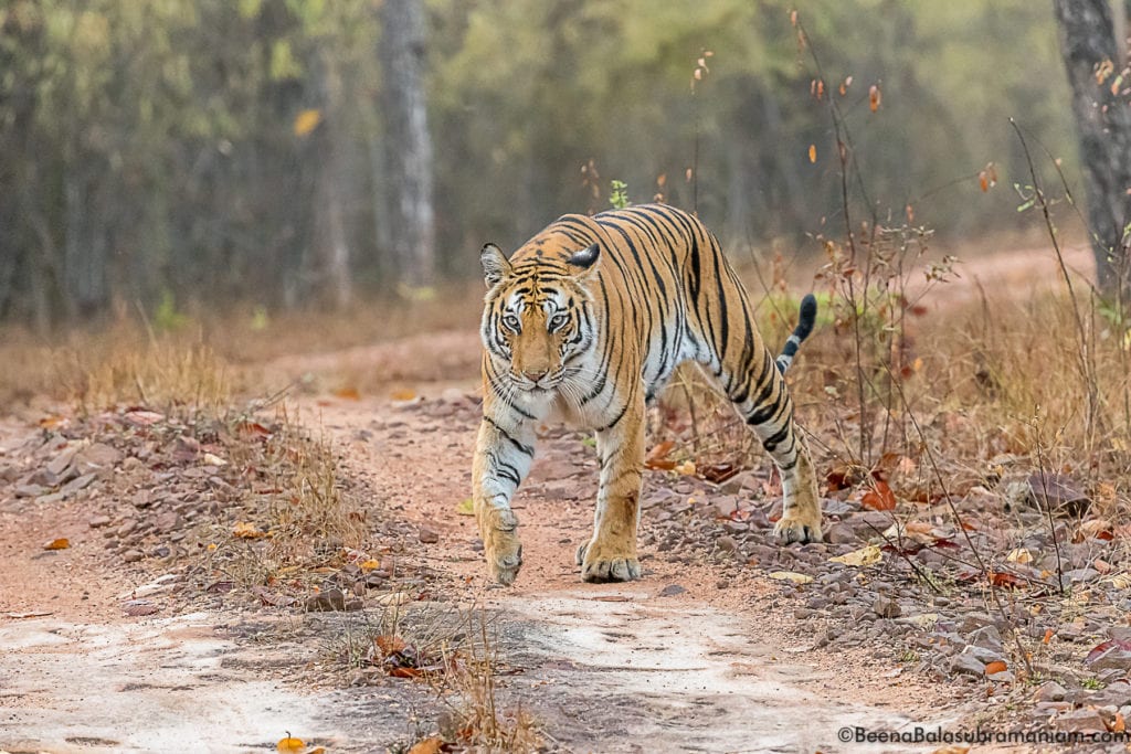 Spotty Bandhavgarh 2019 -2