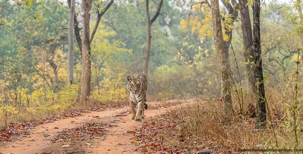 Spotty Bandhavgarh 2019 -4