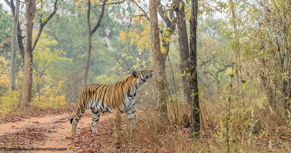 Spotty Bandhavgarh 2019 -3