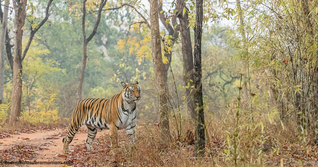 Spotty Bandhavgarh 2019 -2