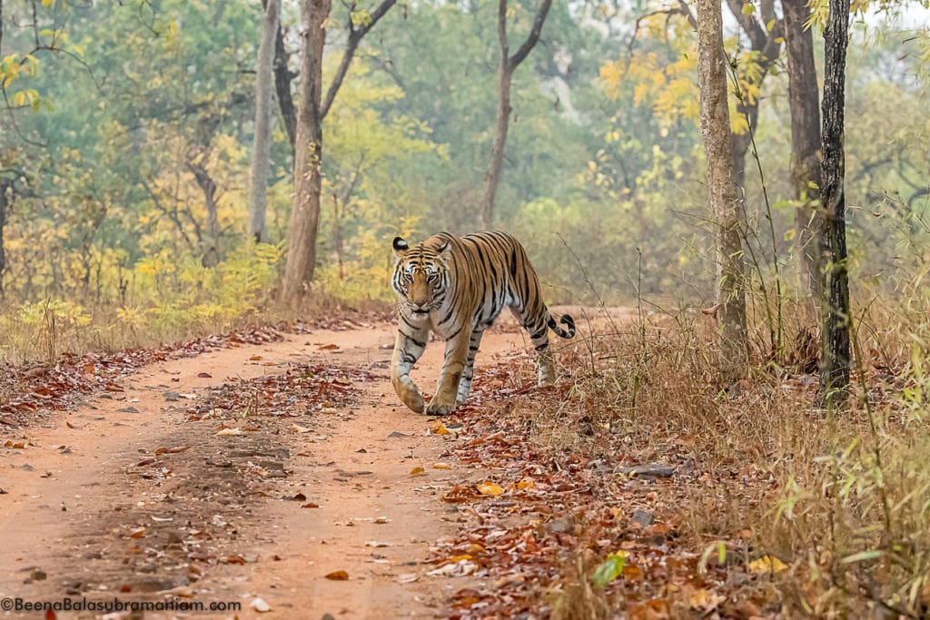 Spotty Bandhavgarh 2019 -1