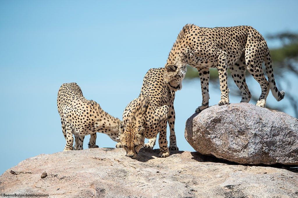 Male Cheetah Namiri Plains 2018