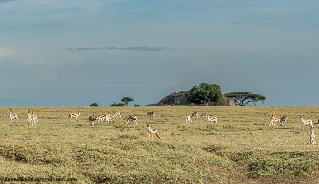 Animalscape; Namiri Plains 2019