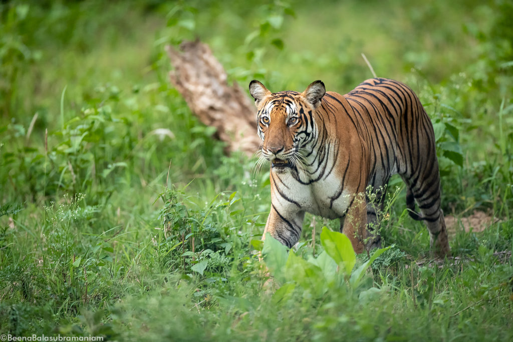 Back water Tigress female