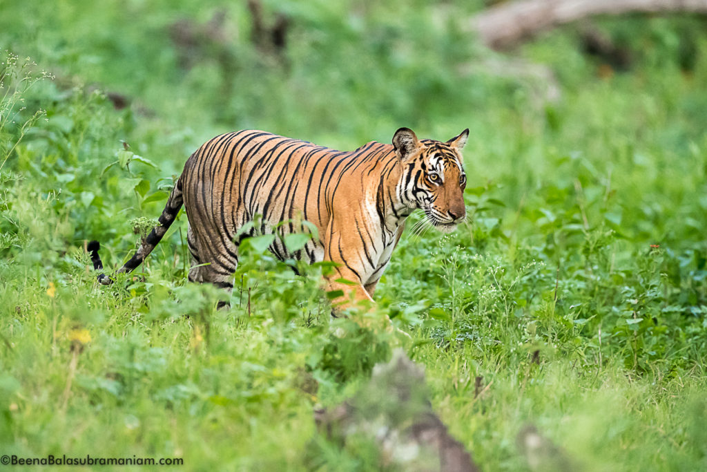 Back water tigress Kabini