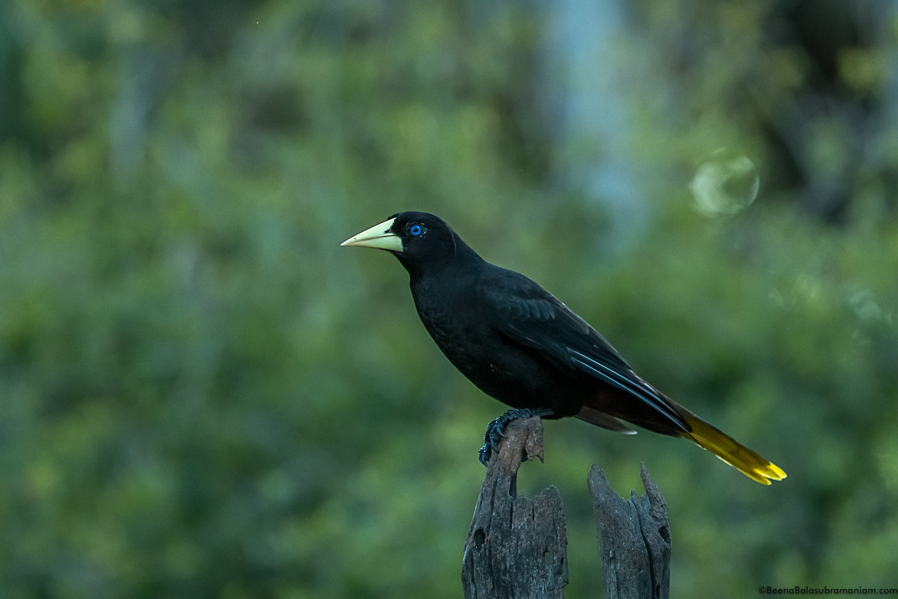 Yellow-rumped cacique