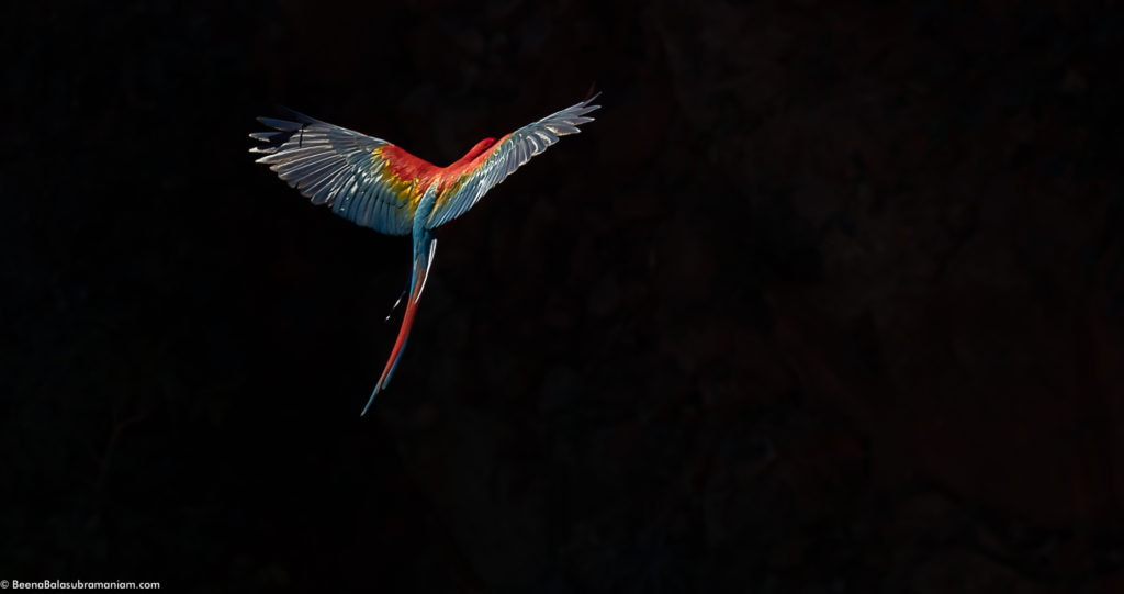 Creative photography with the Red and Green Macaw at the sink hole in Bonito