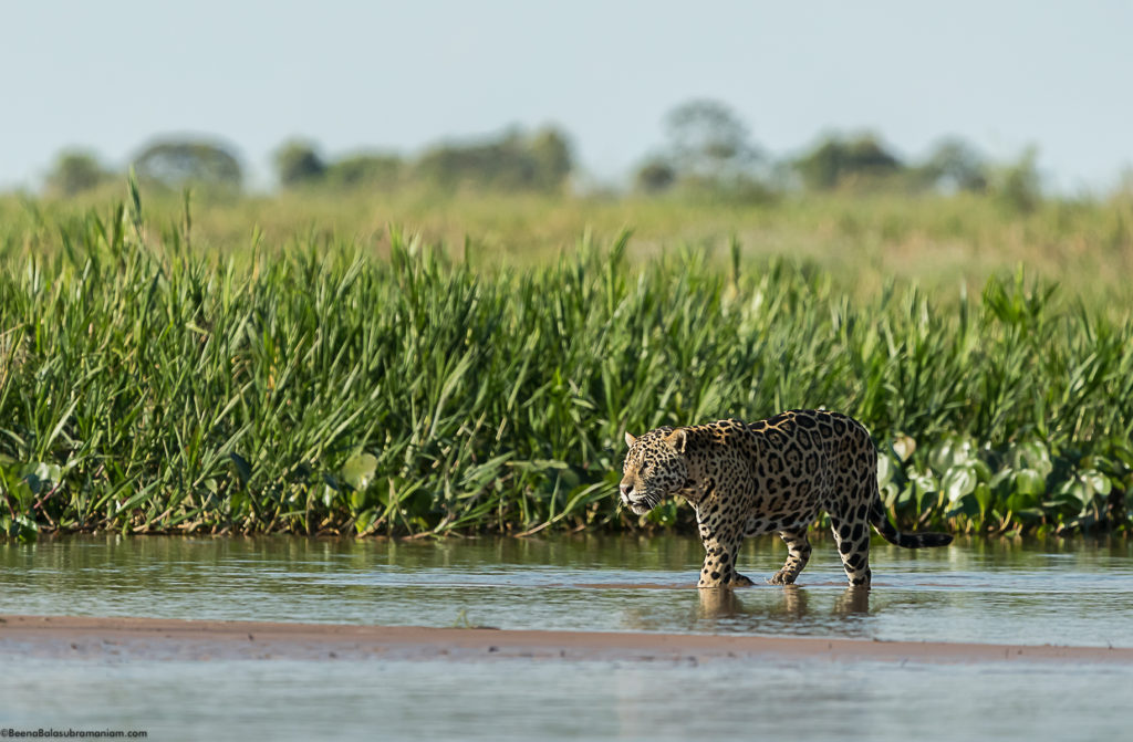 Stalking for caiman in the Cuiaba river