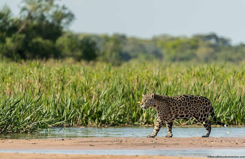 Butterflies and the powerful Jaguar