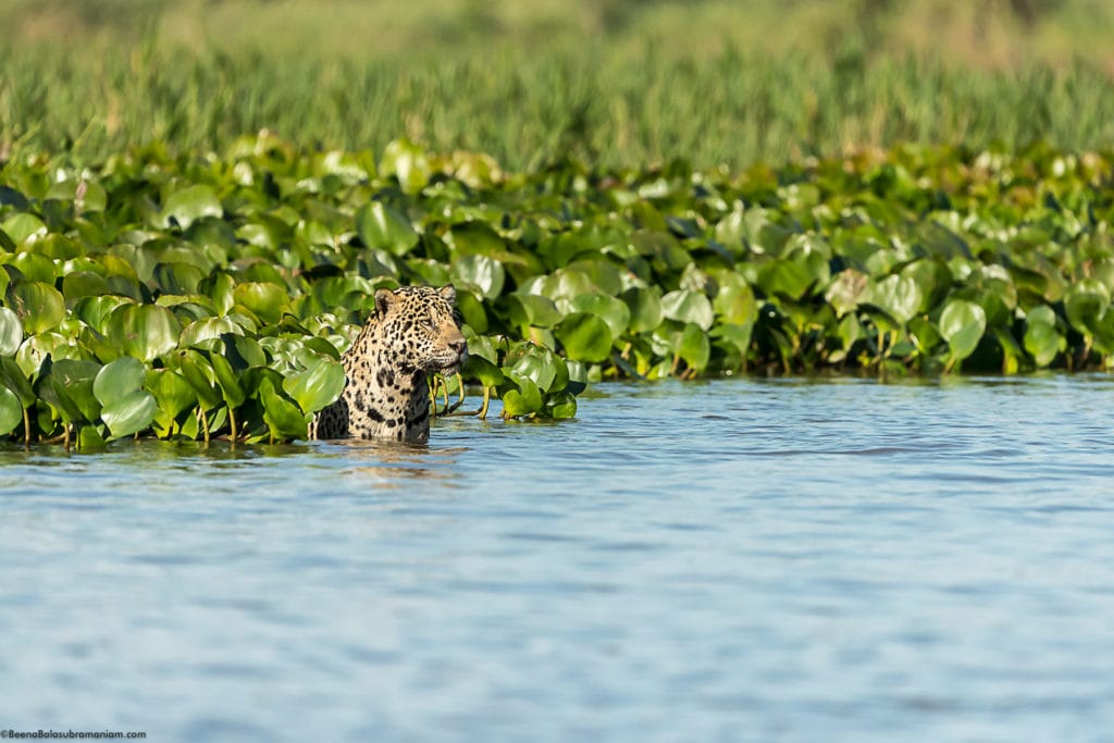 jaguar set against the water hyacinth