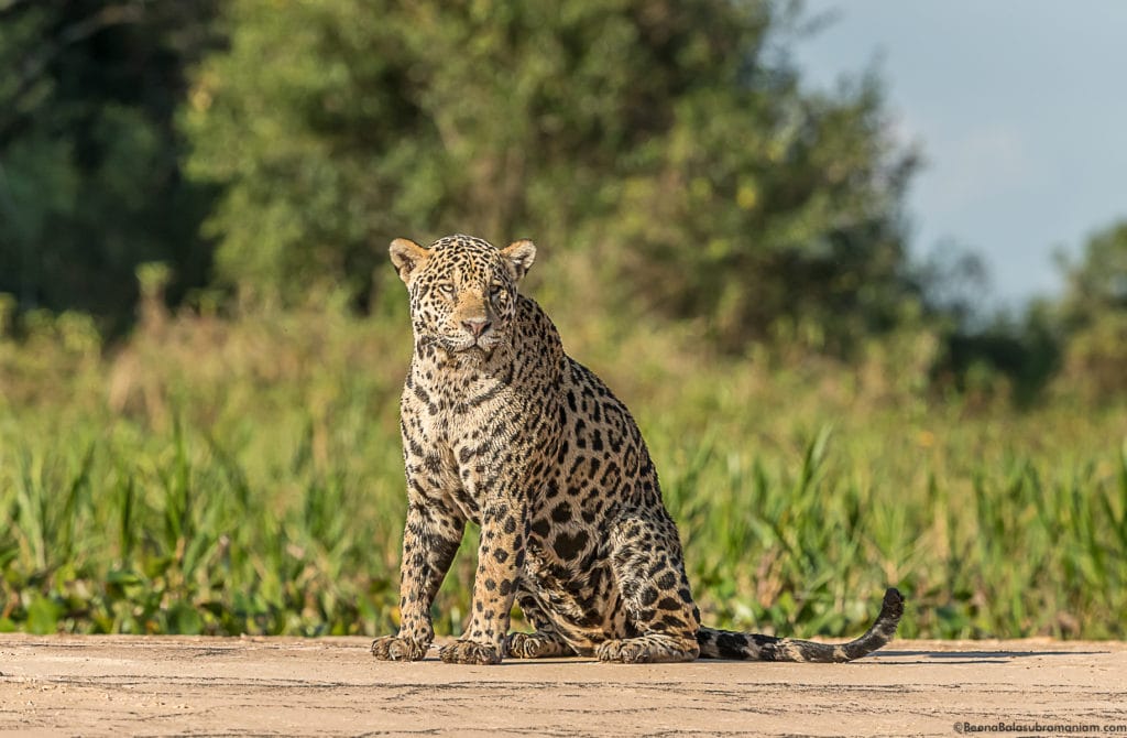 Wet Jaguar on a beach