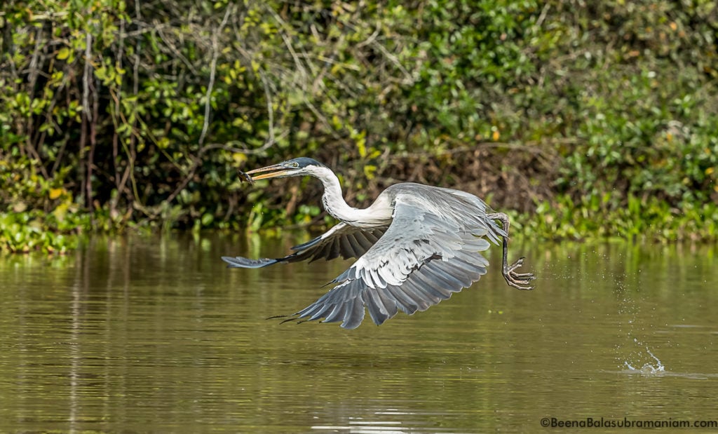 Cocoi Heron, Maguari or Garca moura - with a catch