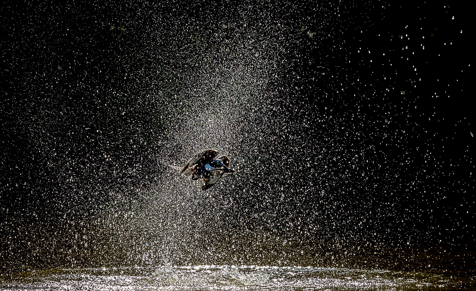 Ringed Kingfisher of the Pantanal creating a huge splash