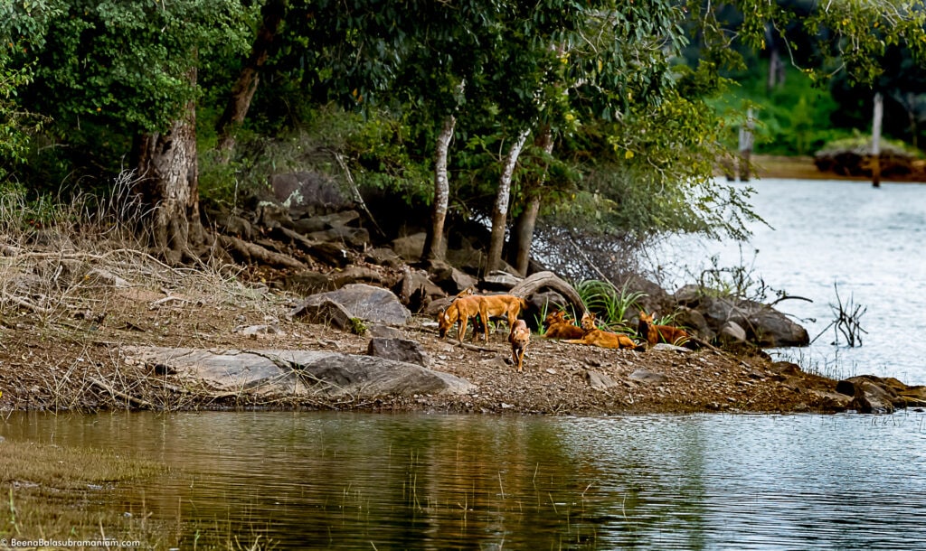Dholes resting by the Kabini back waters