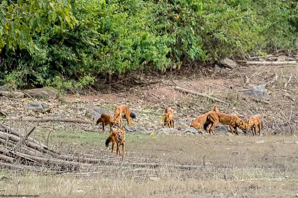 Dholes at the Kabini back waters 1