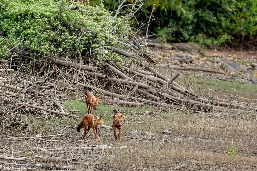 Dholes at the Kabini back waters 2