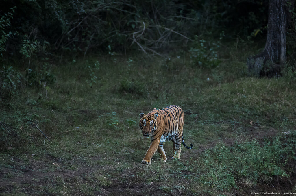 Russel line Male, Kabini