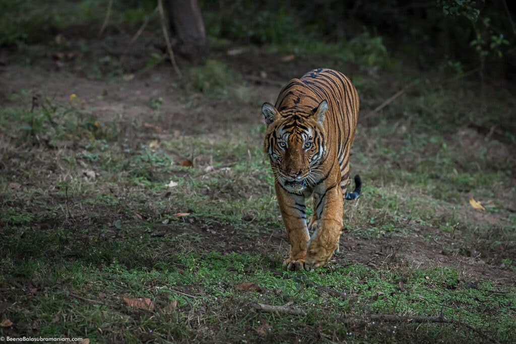 Kabini Russel Line Male