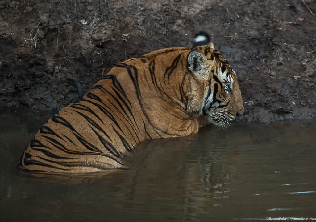 Russel line Male at the water hole at Kabini