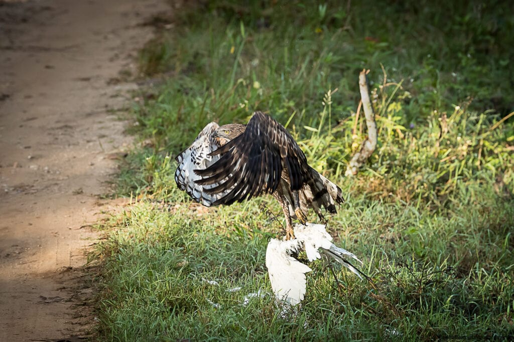 Crested Hawk Eagle with a little egret kill