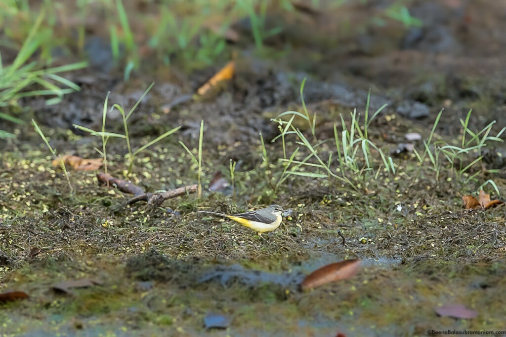 Grey Wagtail Motacilla cinerea