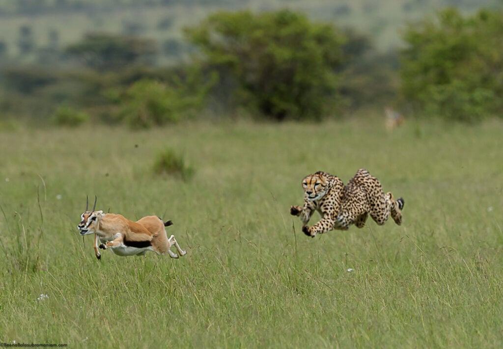 Imani chasing Mara 2021