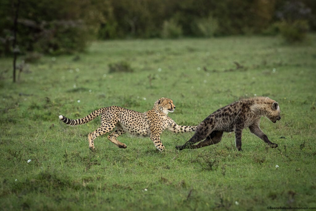Entoto's lone male cub chases a hyena from stealing his meal 2021 Mara