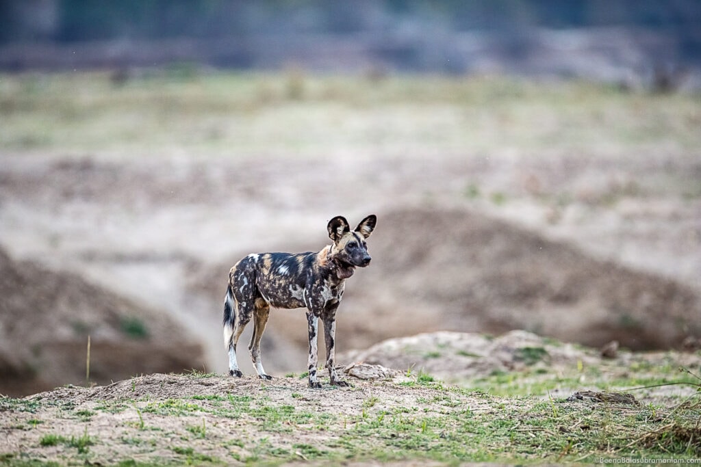 Milyoti pack zambia 2021 - alpha male collared