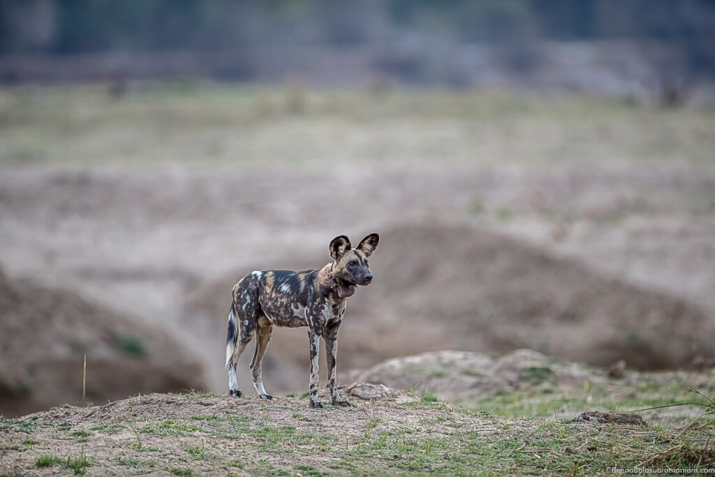 Milyoti pack zambia 2021 - alpha male collared 2