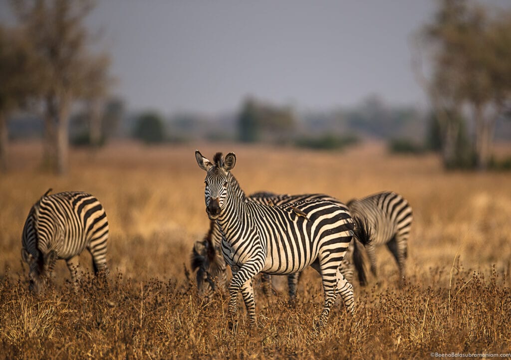 Crawshay's zebra; equus quagga crawshayi