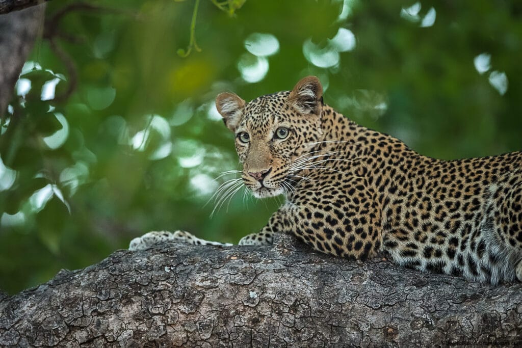 Leopardess zambia 2021