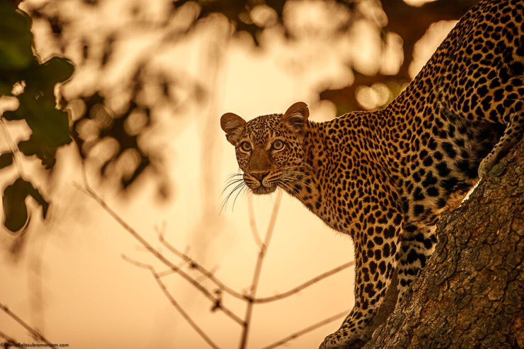leopardess zambia 2021