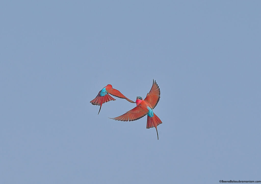 Carmine bee eaters zambia 1