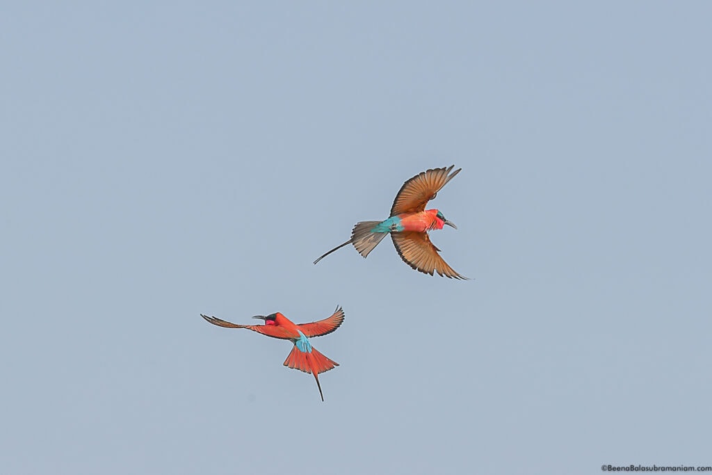 Carmine bee eaters zambia 2