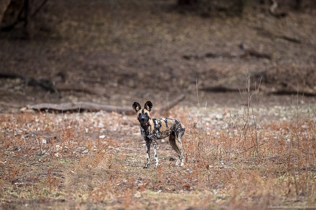 Milyoti pack zambia 2021 - alpha male collared -3