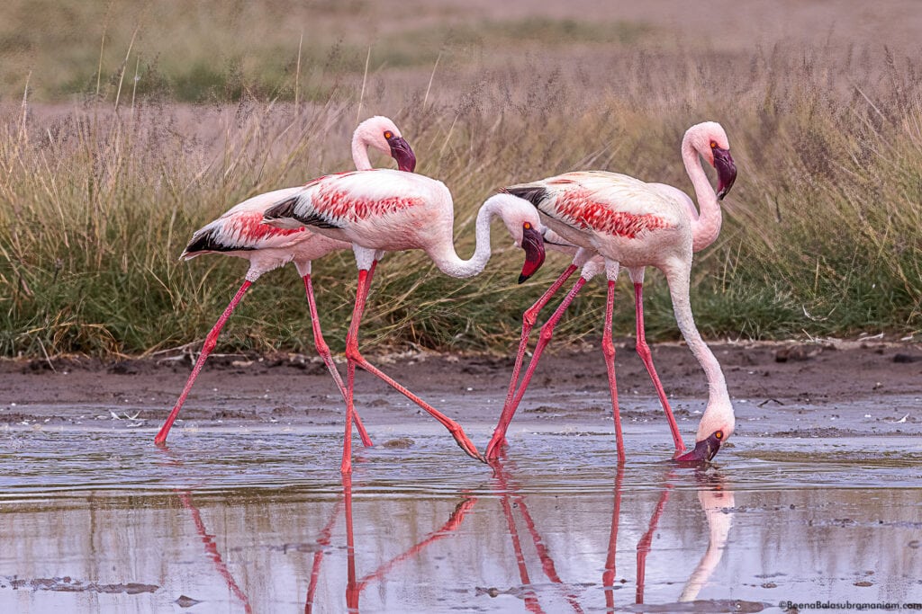 Lesser Flamingoes, Eastern Serengeti Naitonal Park: Namiri