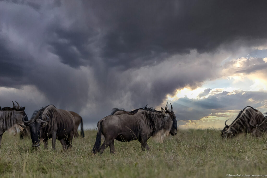 The Migration in the Eastern Serengeti Naitonal Park: Namiri