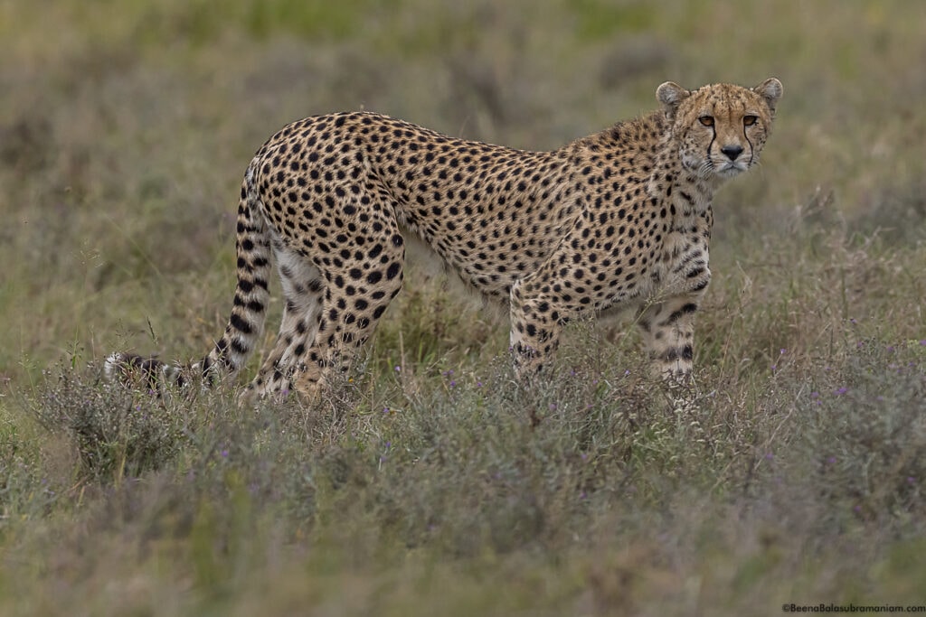 Cheetah in the Eastern Serengeti Naitonal Park: Namiri