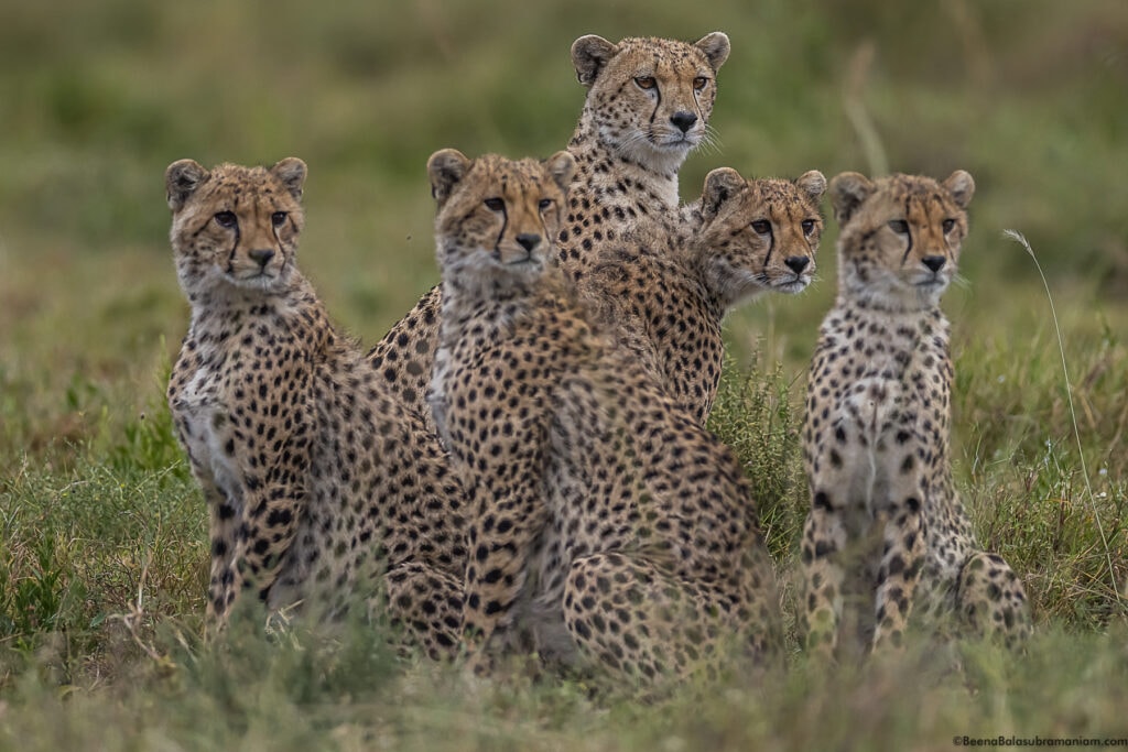 Grace Kelly the Super Mum; in the Eastern Serengeti Naitonal Park: Namiri