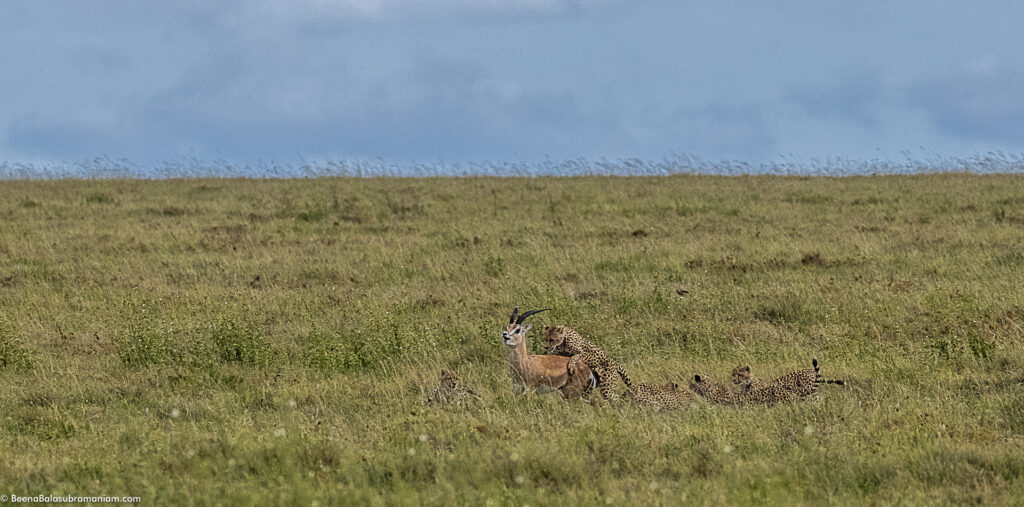 Grace Kell's cub taking down a Grants Gazelle; in the Eastern Serengeti Naitonal Park: Namiri