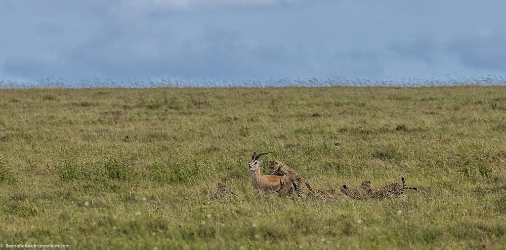 Grace Kell's cub taking down a Grants Gazelle; in the Eastern Serengeti Naitonal Park: Namiri