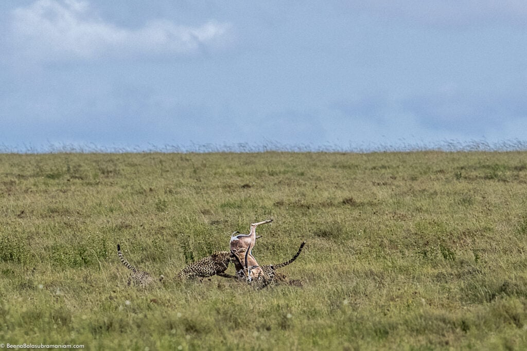 Grace Kelly's cub taking down a Grants Gazelle; in the Eastern Serengeti Naitonal Park: Namiri -2