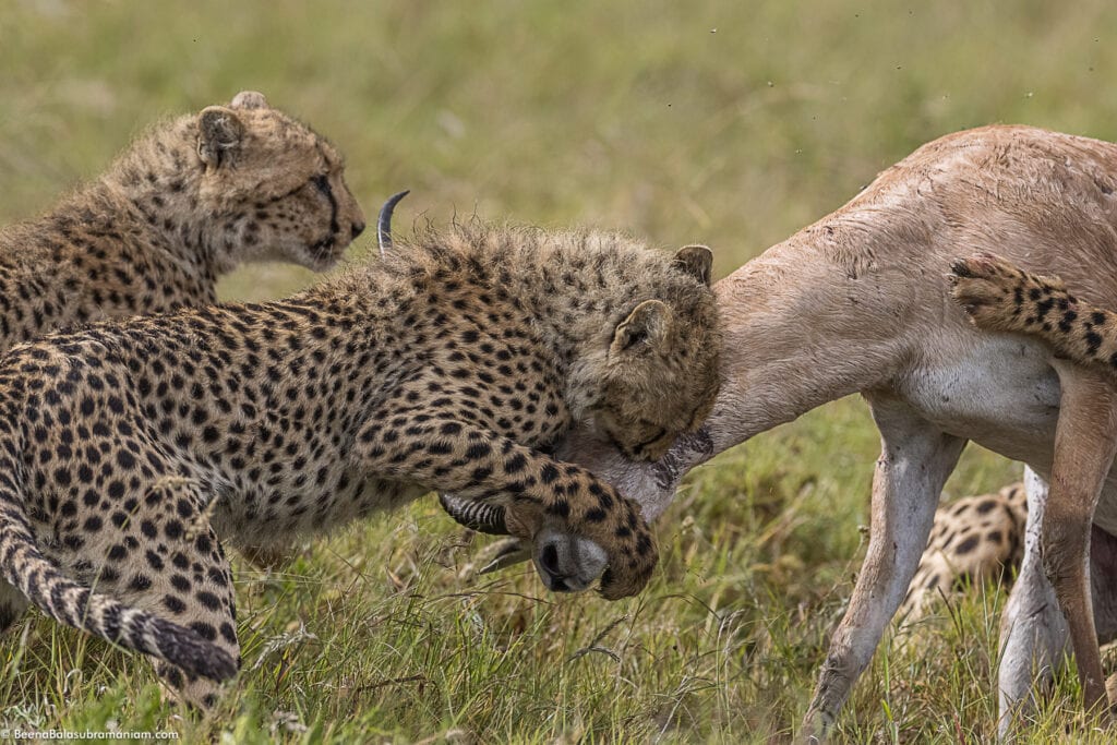 Grace Kelly's cub taking down a Grants Gazelle; in the Eastern Serengeti Naitonal Park: Namiri -3