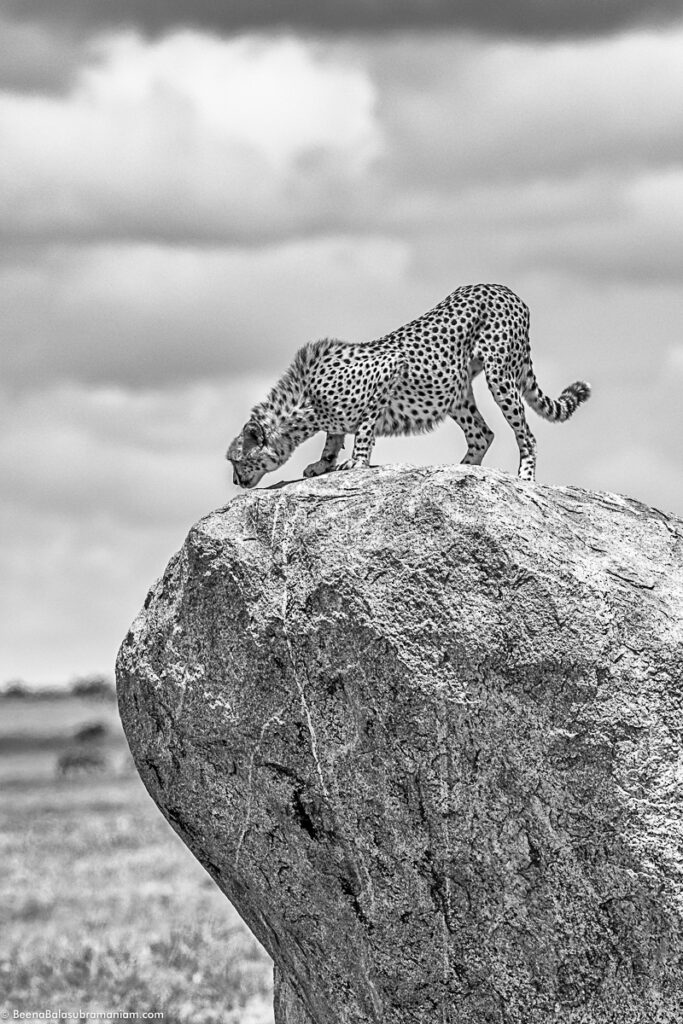 Cheetah sniffing on a high Kopje a dream sighting