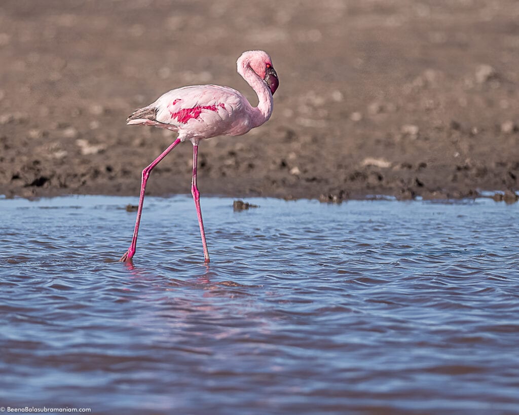 Lesser Flamingoes, Eastern Serengeti Naitonal Park: Namiri -2