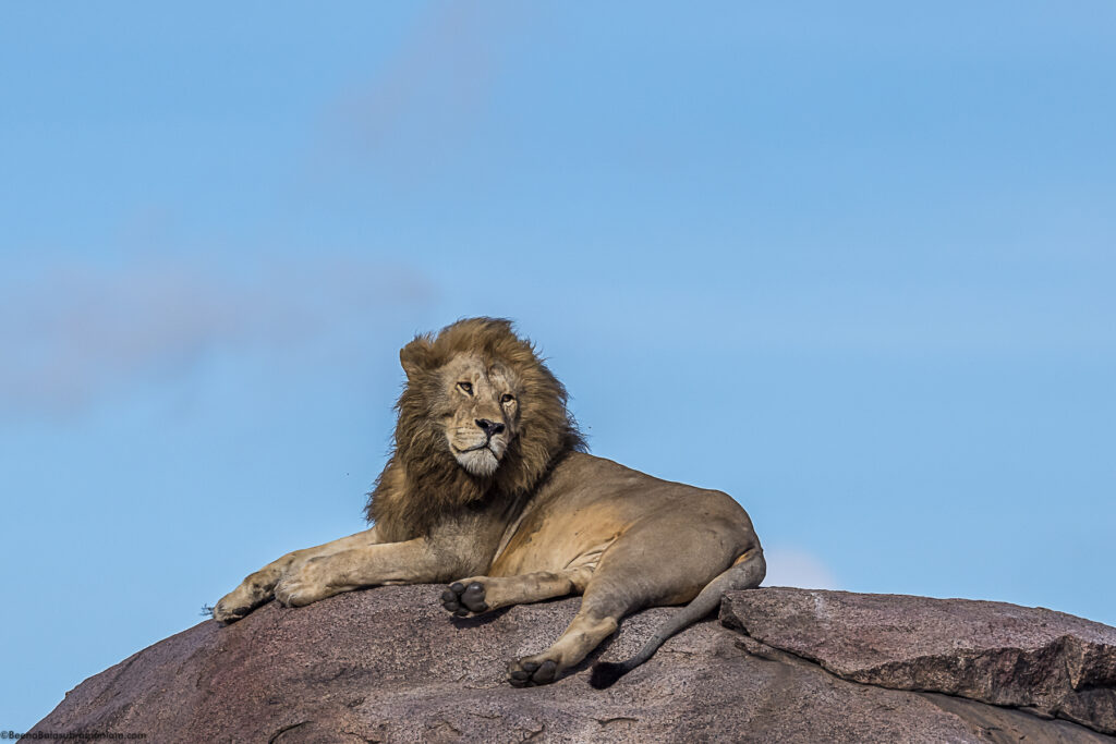 A classic from Eastern Serengeti; namiri Plains -2