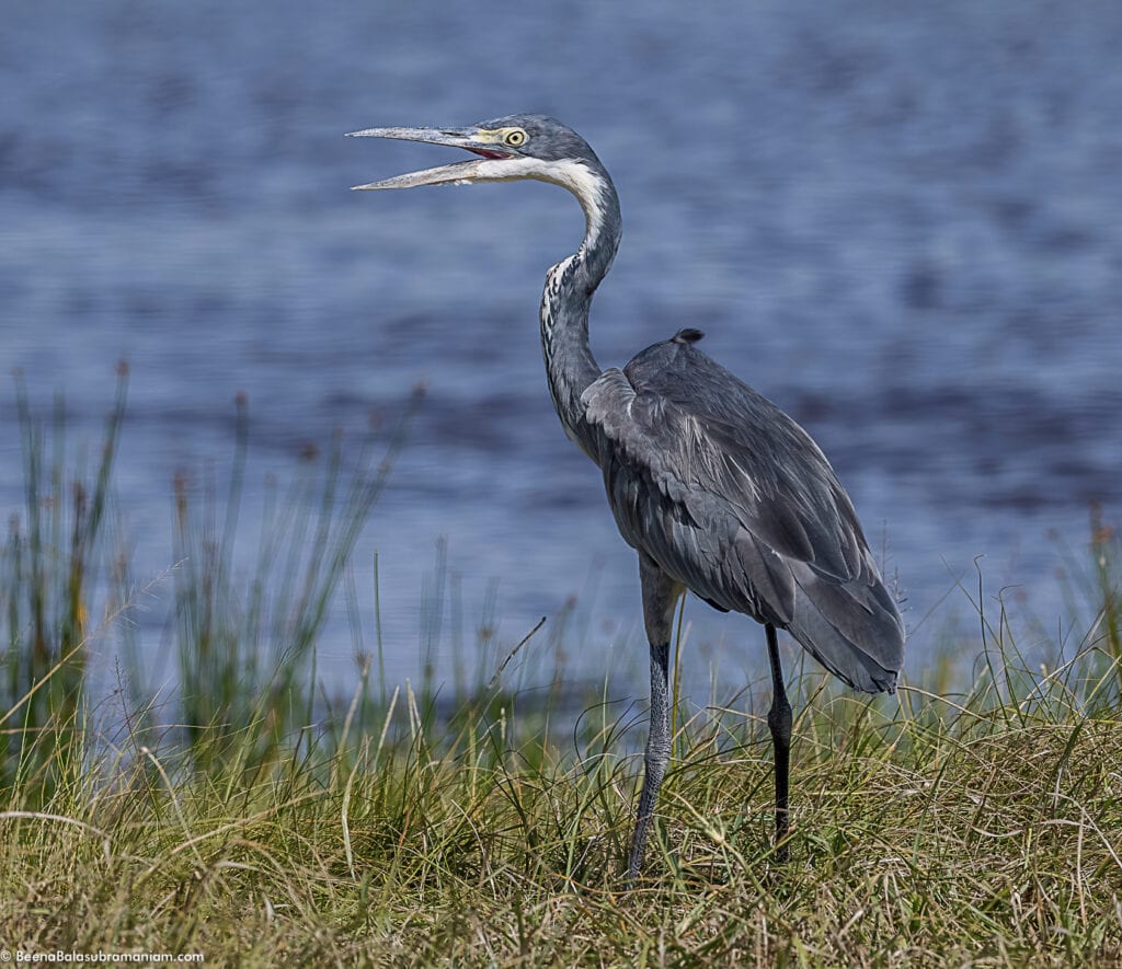 Black headed Heron